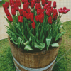 Tulips in Barrel Diamond Painting