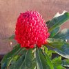 Waratah Telopea Speciosissima Diamond Painting