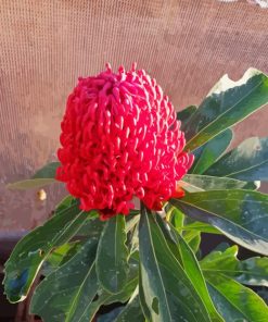 Waratah Telopea Speciosissima Diamond Painting