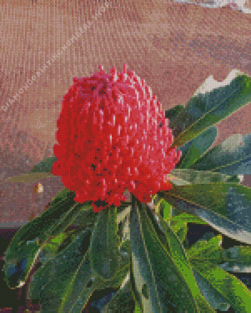 Waratah Telopea Speciosissima Diamond Painting