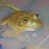 Water Holding Frog Diamond Painting