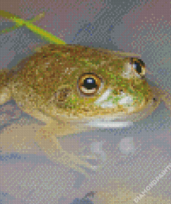 Water Holding Frog Diamond Painting