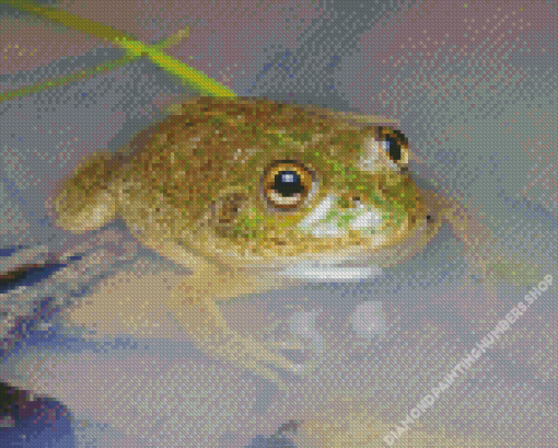 Water Holding Frog Diamond Painting