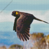 Yellow Tailed Black Cockatoo Diamond Painting