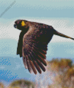 Yellow Tailed Black Cockatoo Diamond Painting