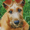 Irish Terrier Diamond Painting