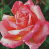 Rosa Peace Diamond Painting