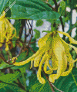 Ylang Ylang Diamond Painting