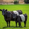 Belted Galloway Diamond by numbers