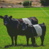 Belted Galloway Diamond by numbers