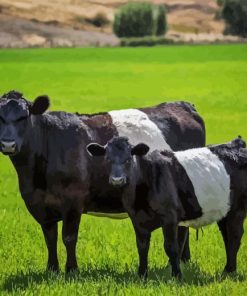 Belted Galloway Diamond by numbers