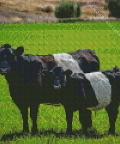 Belted Galloway Diamond by numbers