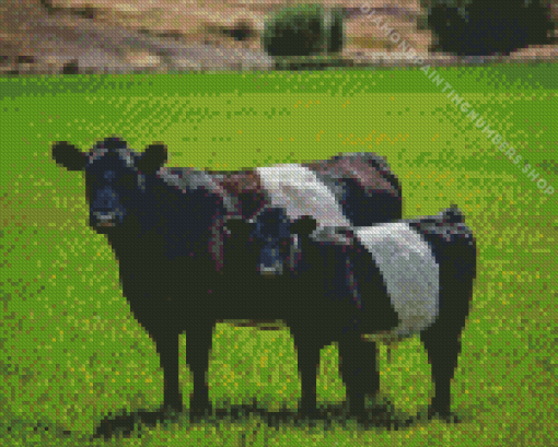 Belted Galloway Diamond by numbers