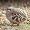 Chukar Diamond by numbers