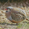 Chukar Diamond by numbers