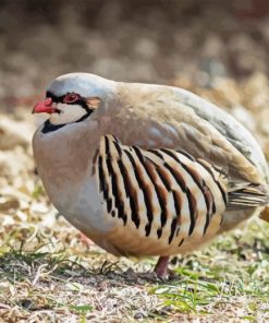 Chukar Diamond by numbers