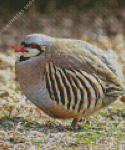 Chukar Diamond by numbers