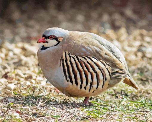 Chukar Diamond by numbers