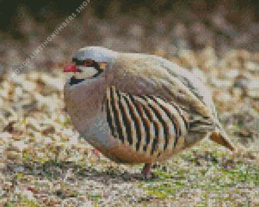 Chukar Diamond by numbers