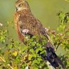 Marsh Harrier Diamond by numbers