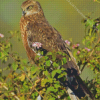 Marsh Harrier Diamond by numbers