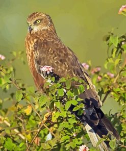 Marsh Harrier Diamond by numbers