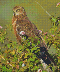 Marsh Harrier Diamond by numbers