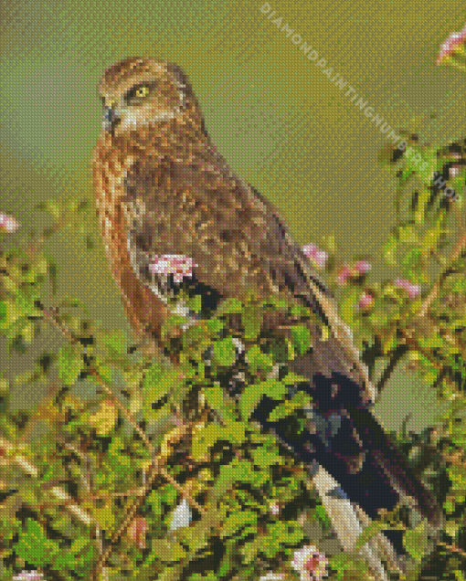 Marsh Harrier Diamond by numbers