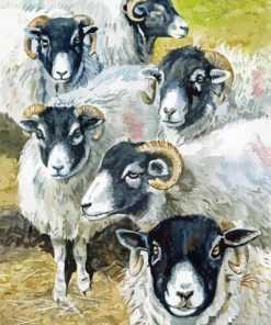 Blackface Sheep Diamond Painting