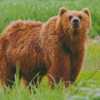 Kodiak Bear Diamond Painting