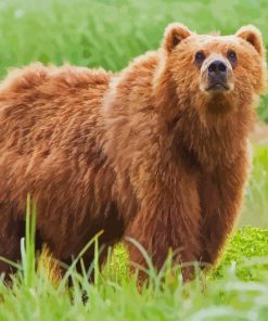 Kodiak Bear Diamond Painting