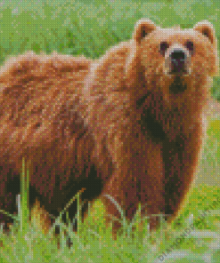 Kodiak Bear Diamond Painting