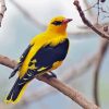 Golden Oriole Diamond Painting