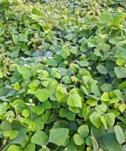 Kudzu Diamond Painting