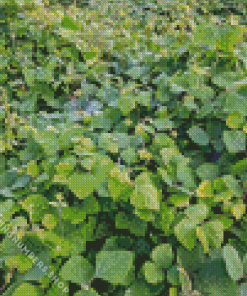 Kudzu Diamond Painting