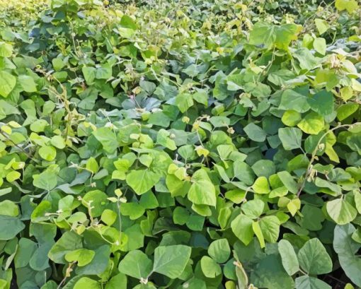 Kudzu Diamond Painting