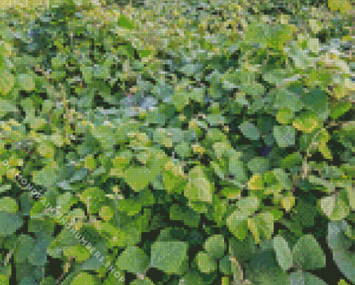 Kudzu Diamond Painting