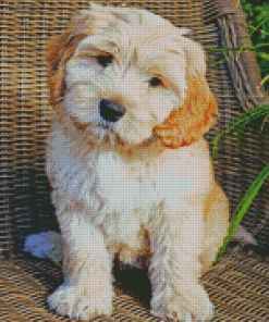 Labradoodle Puppy Dog Diamond Painting