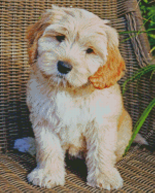 Labradoodle Puppy Dog Diamond Painting