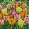 Parrot Tulips Field Diamond Painting