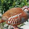 Red Legged Partridge Bird Diamond Painting