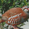 Red Legged Partridge Bird Diamond Painting