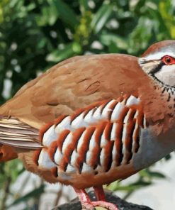 Red Legged Partridge Bird Diamond Painting