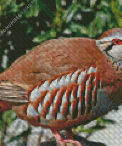 Red Legged Partridge Bird Diamond Painting