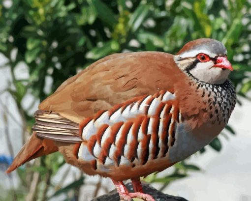 Red Legged Partridge Bird Diamond Painting