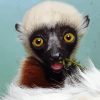 Sifaka Diamond Painting