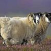 The Scottish Black Faced Sheep Diamond Painting