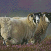 The Scottish Black Faced Sheep Diamond Painting