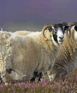 The Scottish Black Faced Sheep Diamond Painting