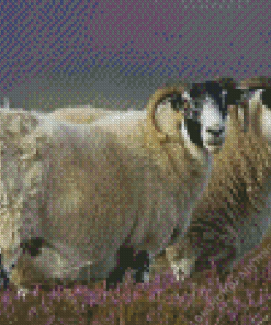 The Scottish Black Faced Sheep Diamond Painting